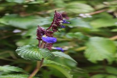 Rhynchoglossum notonianum